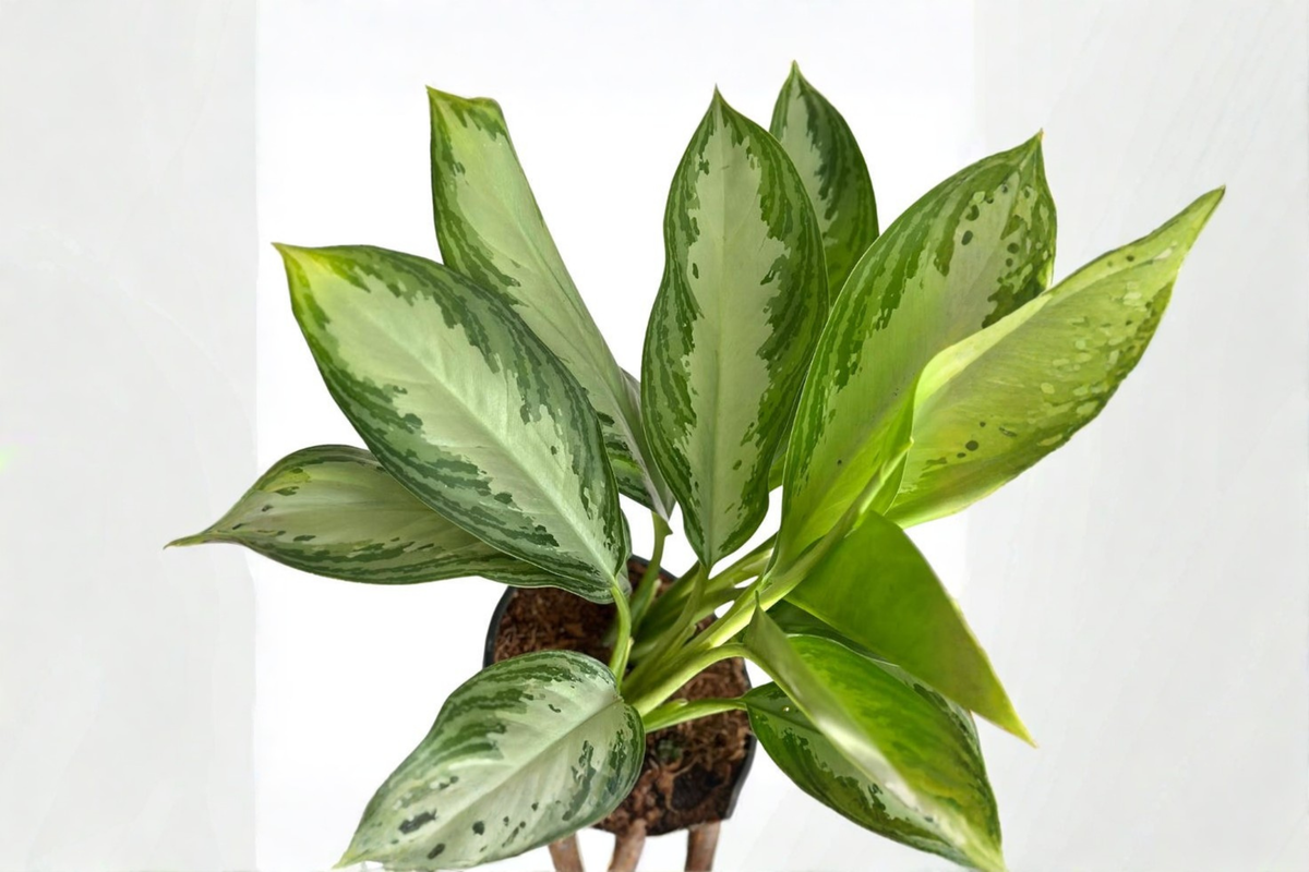 Aglaonema Silver Bay Starter Plant | Chinese Evergreen Live Plant