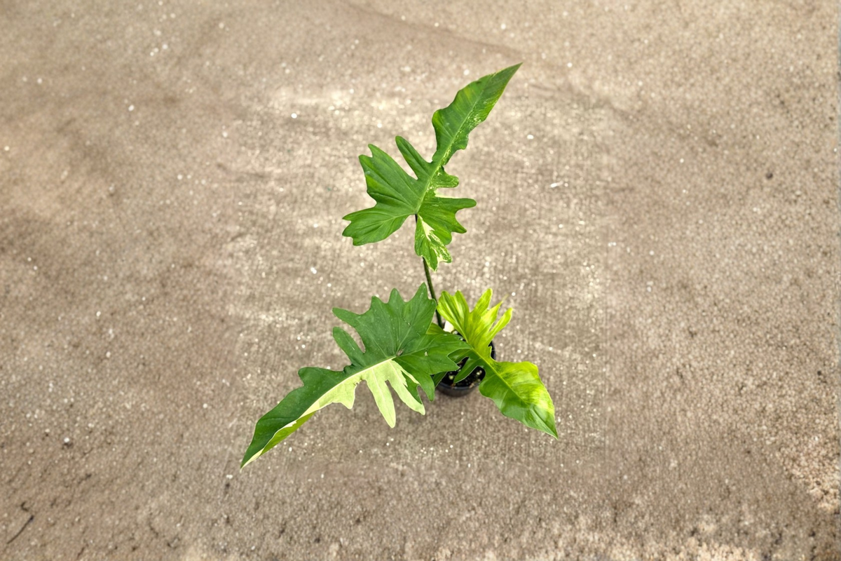 Philodendron Florida Beauty x Mayoi Live Plant - Starter Plant in 3–4in Pot