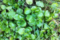 Watercress Plant with Nursery Pot - Nasturtium officinale (Live Starter Plant)