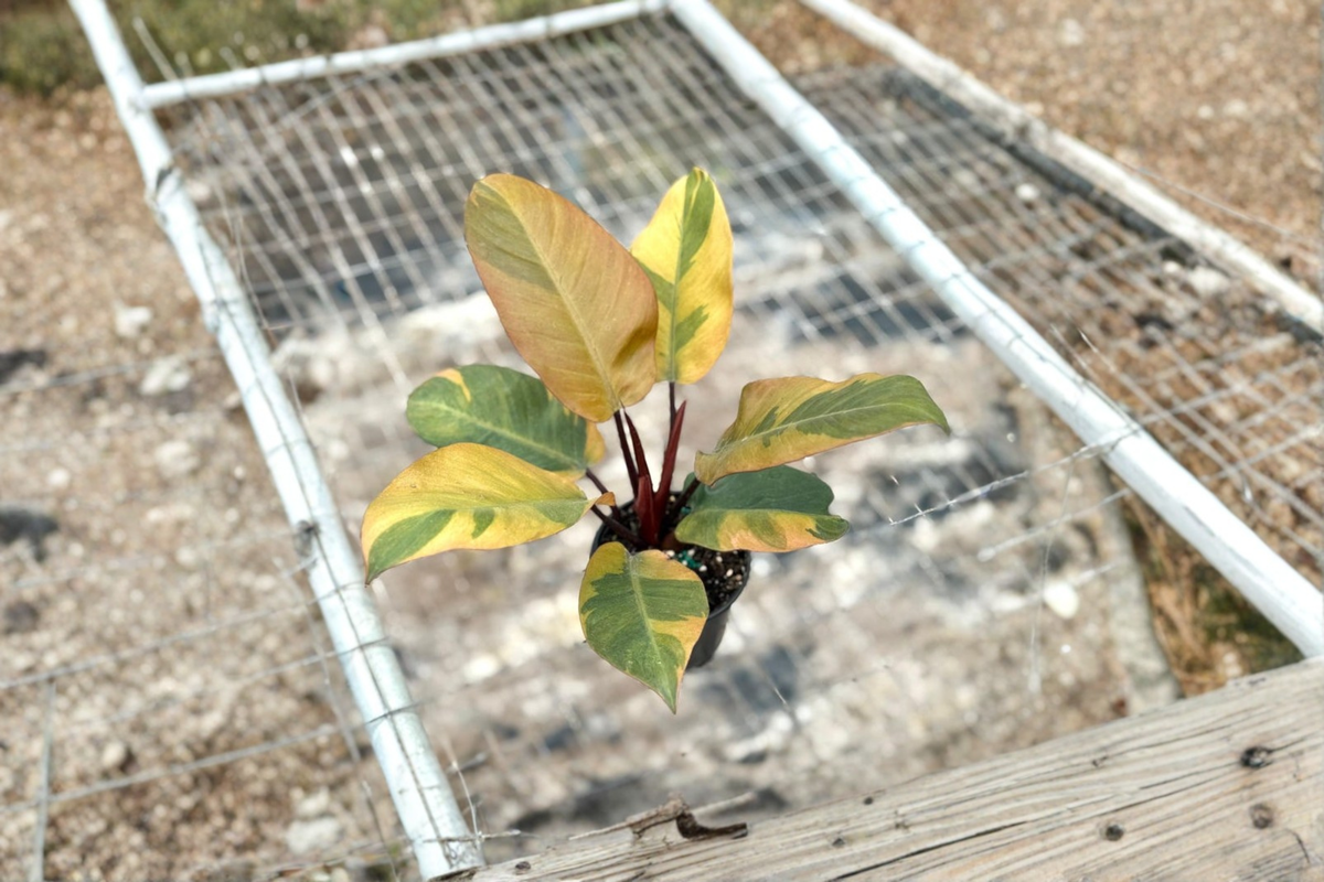 Philodendron Black Cardinal Variegated - 3–4" rooted live plant