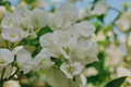 Vera White Bougainvillea Starter Plant in Container | Live Plant