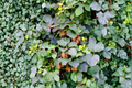 Clark Male Kiwi Pollinator (Actinidia deliciosa) Rooted Starter Plant | Zones 4–8
