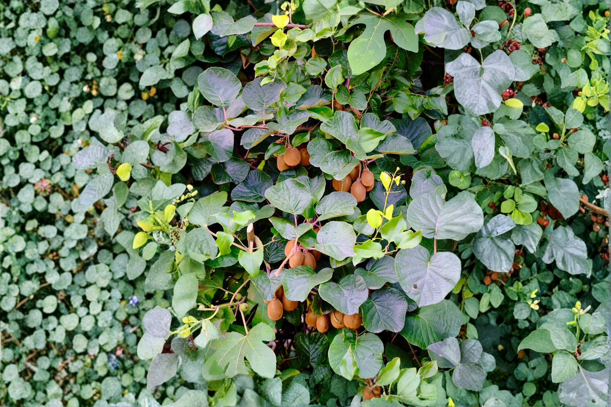 Clark Male Kiwi Pollinator (Actinidia deliciosa) Rooted Starter Plant | Zones 4–8