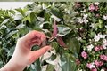 Calathea Misty Starter Plants (2-Pack) Goeppertia 'Misty' Bare Root / Soil Pod