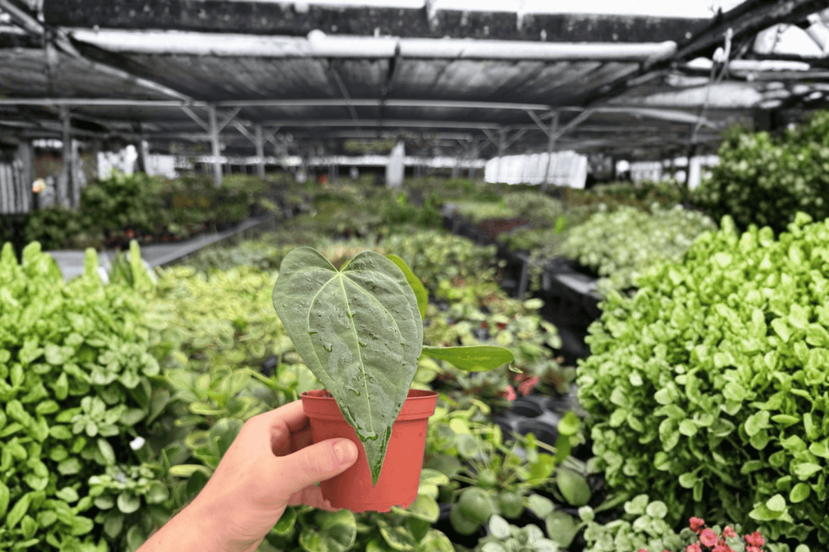 Anthurium Dark Phoenix x Besseae Live Plants - 2 Plants in 4-Inch Pots