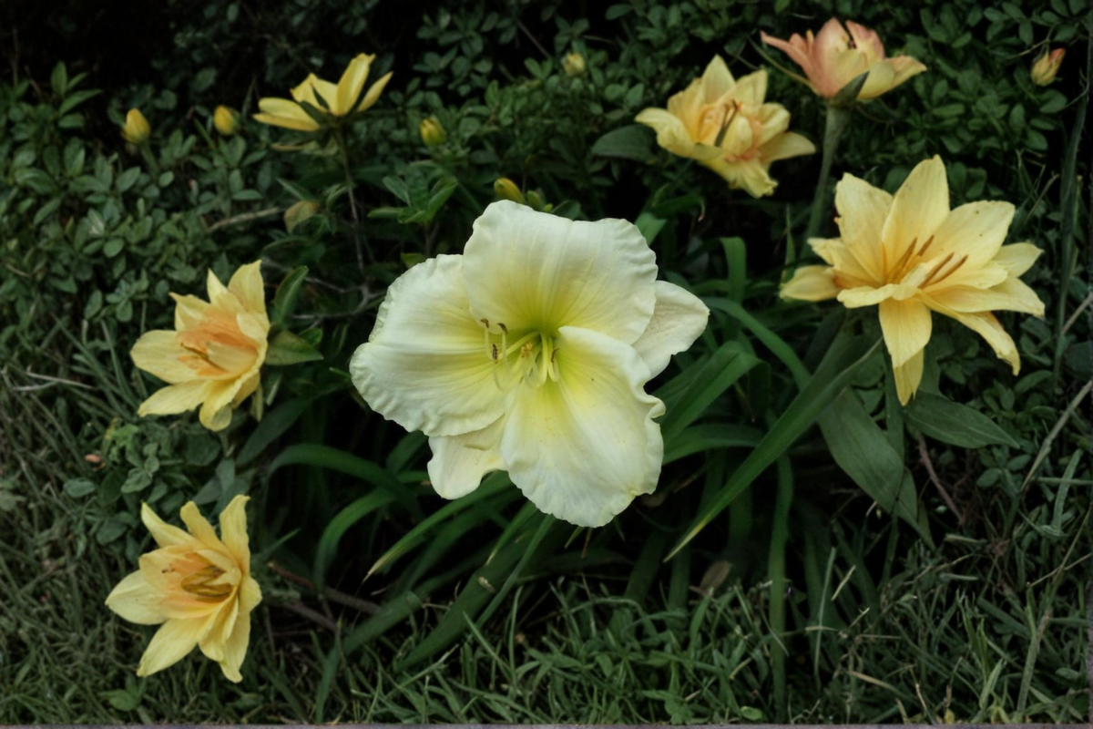 Daylily Gentle Manners – 3 Bare Root Plants (Hemerocallis) Soft Pink Perennial