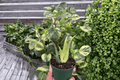 Aloe 'Solar Flare' Starter Plants (2) in 2-Inch Pots | Live Succulents