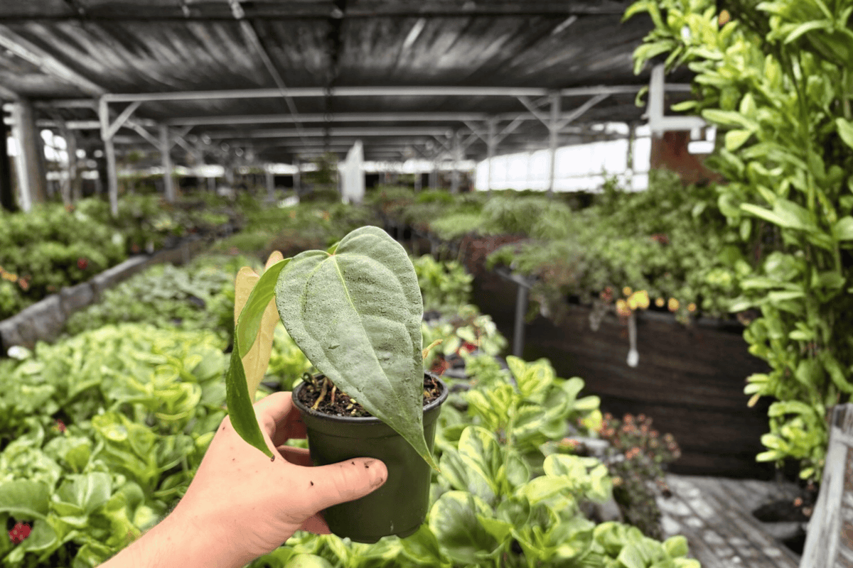 Anthurium Subsignatum x Regale Hybrid Live Plants - 4-Inch Pots (2)