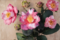 Variegated Camellia Charlean 1 Gal Live Plant | Camellia japonica Pink & White Variegated