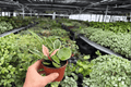 Hoya Carnosa Albomarginata – 2 Live Plants in 4-Inch Pots (Exact Plants)