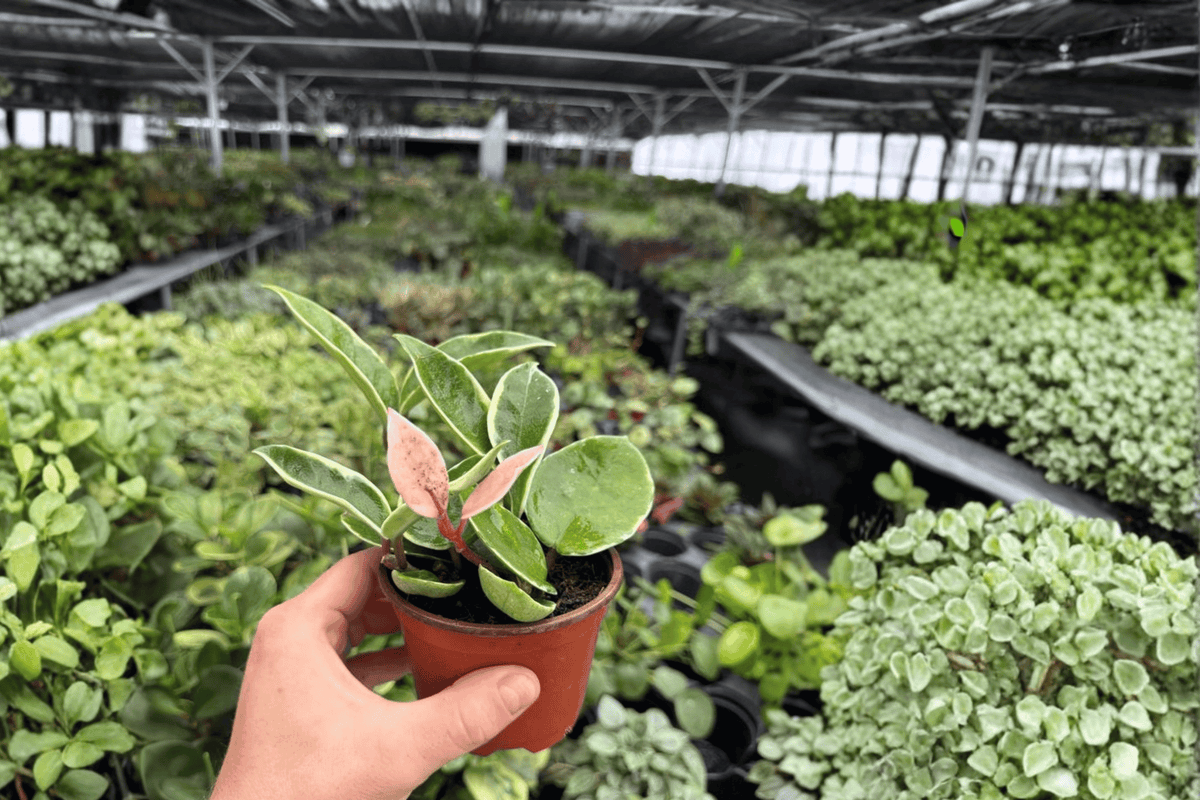 Hoya Carnosa Albomarginata – 2 Live Plants in 4-Inch Pots (Exact Plants)