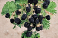 Prime-Ark Horizon Blackberry Live Plant — Thornless, Fruiting Shrub for Garden or Container