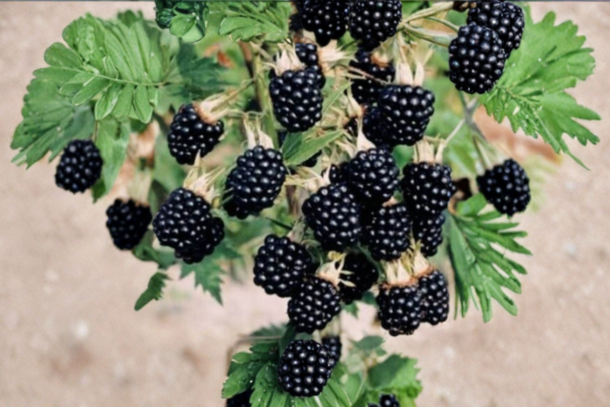 Arapaho Thornless Blackberry Seeds - 3 Pack (Rubus hybrid) Fresh seeds for planting