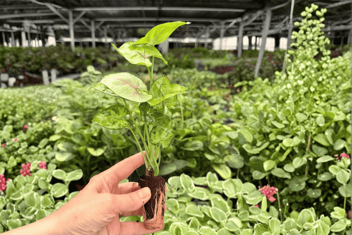 Syngonium Bright Allusion Starter Plants (2) – Plug Grown Live Plants