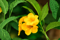 Yellow Crossvine Live Rooted Starter Plant - Bignonia capreolata