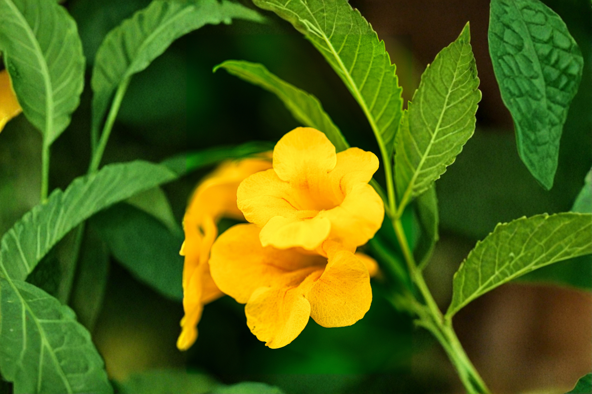 Yellow Crossvine Live Rooted Starter Plant - Bignonia capreolata