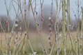 Black Pussy Willow Salix gracilistyla 'Melanostachys' - 16–20 in Live Plant in Half Gallon Pot