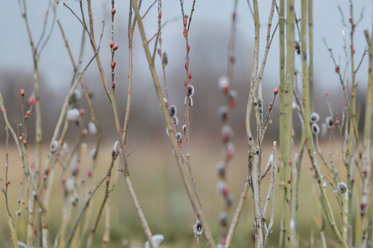 Black Pussy Willow Salix gracilistyla 'Melanostachys' - 16–20 in Live Plant in Half Gallon Pot