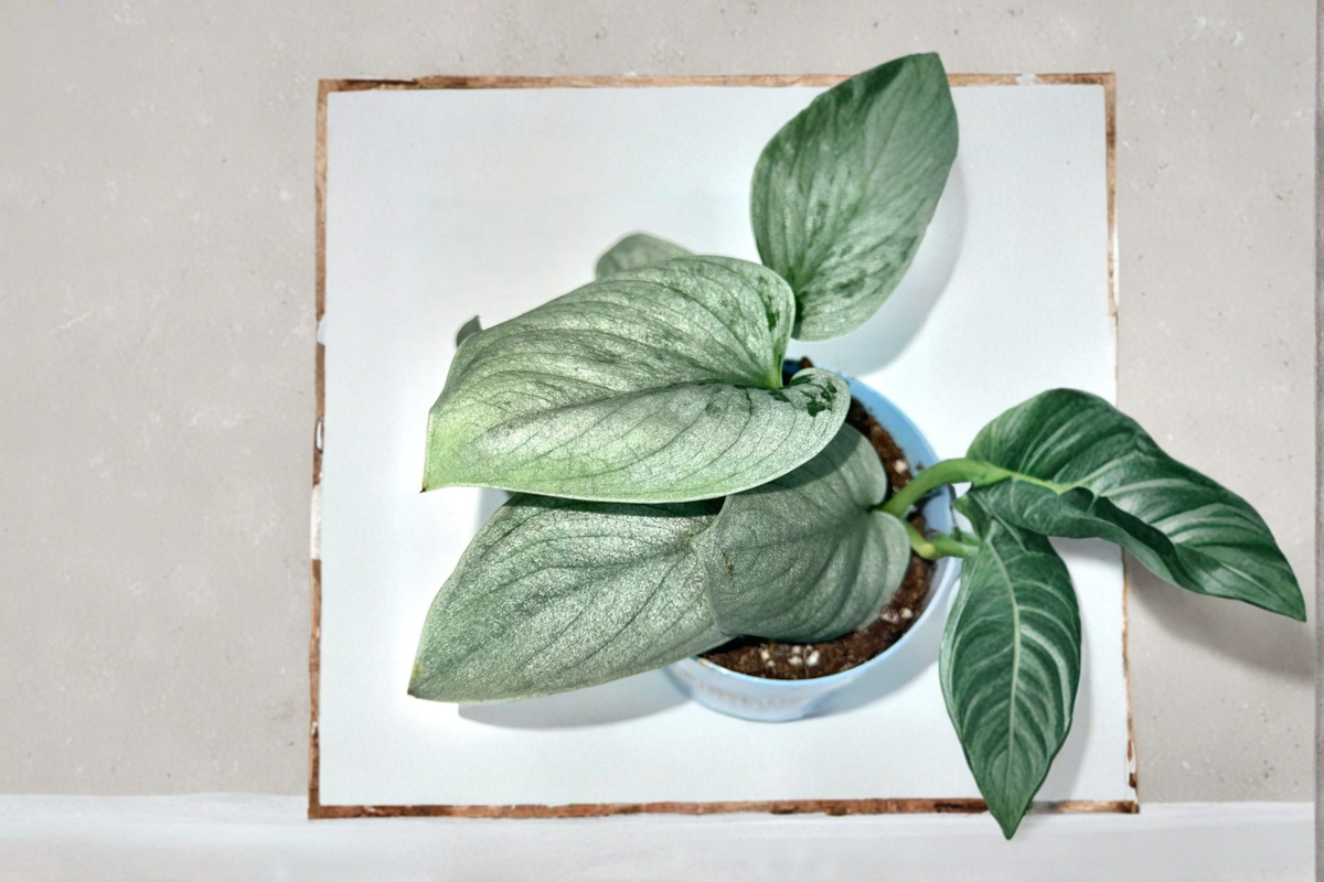 Scindapsus Sooo Silver Starter Plant or Rooted Cutting | Silver Variegated Tropical Vine