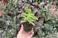 Euphorbia 'Ascot Rainbow' Starter Plants (2) - Bare Root in 2-Inch Pots