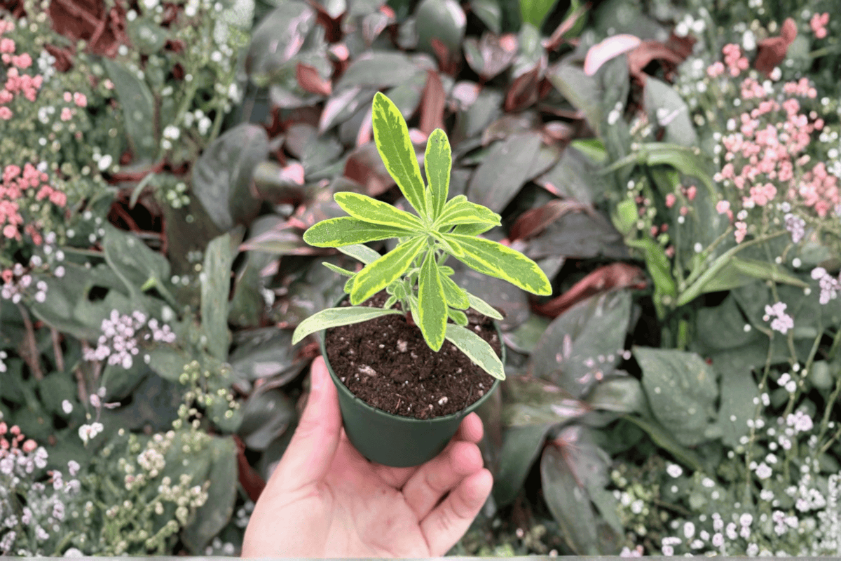 Euphorbia 'Ascot Rainbow' Starter Plants (2) - Bare Root in 2-Inch Pots