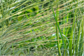 Vetiver Live Plant Chrysopogon zizanioides | Ornamental Grass for Erosion Control