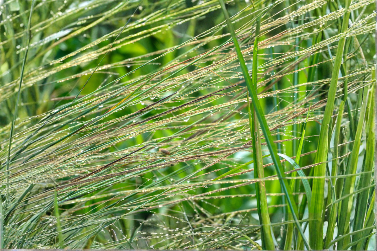 Vetiver Live Plant Chrysopogon zizanioides | Ornamental Grass for Erosion Control