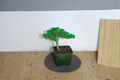 Japanese Juniper Bonsai Procumbens Nana - 3 Inch Rooted Plant