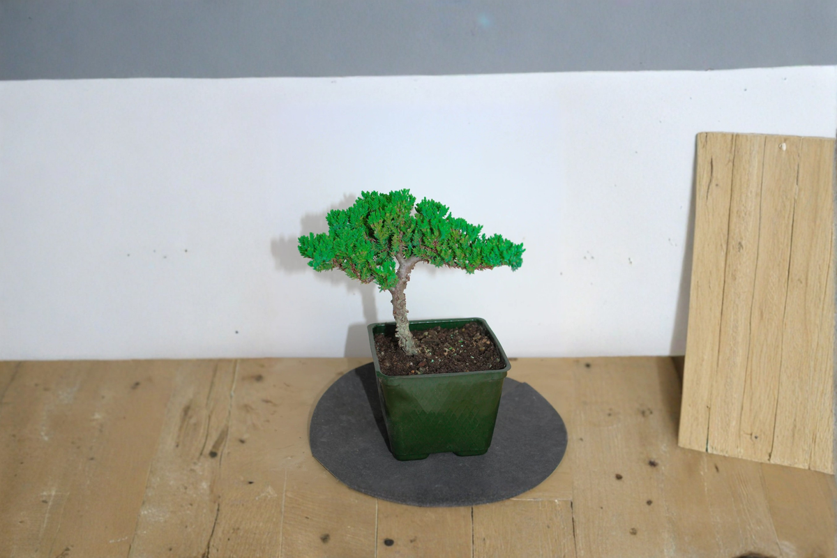 Japanese Juniper Bonsai Procumbens Nana - 3 Inch Rooted Plant