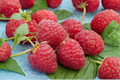 Killarney Raspberry Seeds – 200 Pack, Rubus idaeus