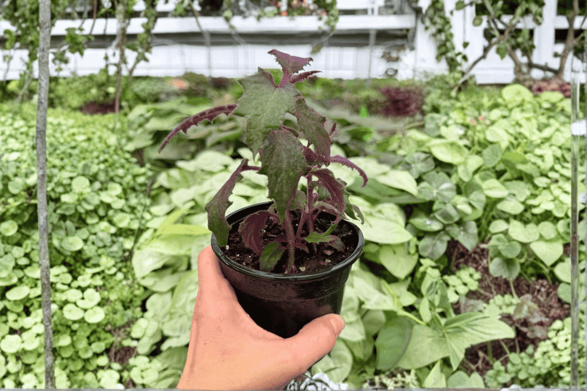 Purple Passion Plant 2-Pack | Gynura aurantiaca in 4-Inch Pots (Live Plants)