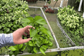 Lemon Top Pothos Starter Plants (Epipremnum aureum) – 2 Live Bare-Root Cuttings