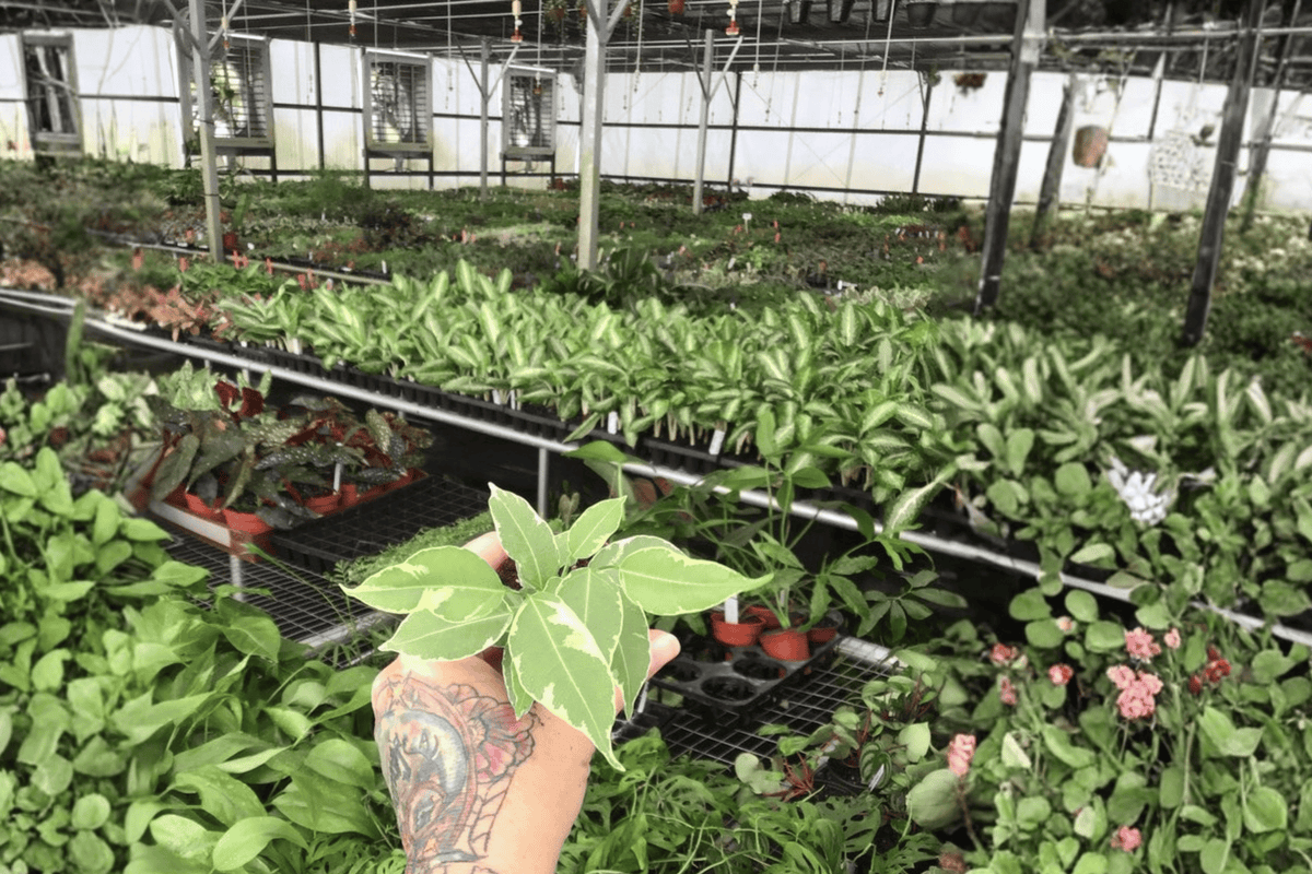 Variegated Ficus Benjamina Starter Plants (2) - 2" Pots, Not Fully Rooted