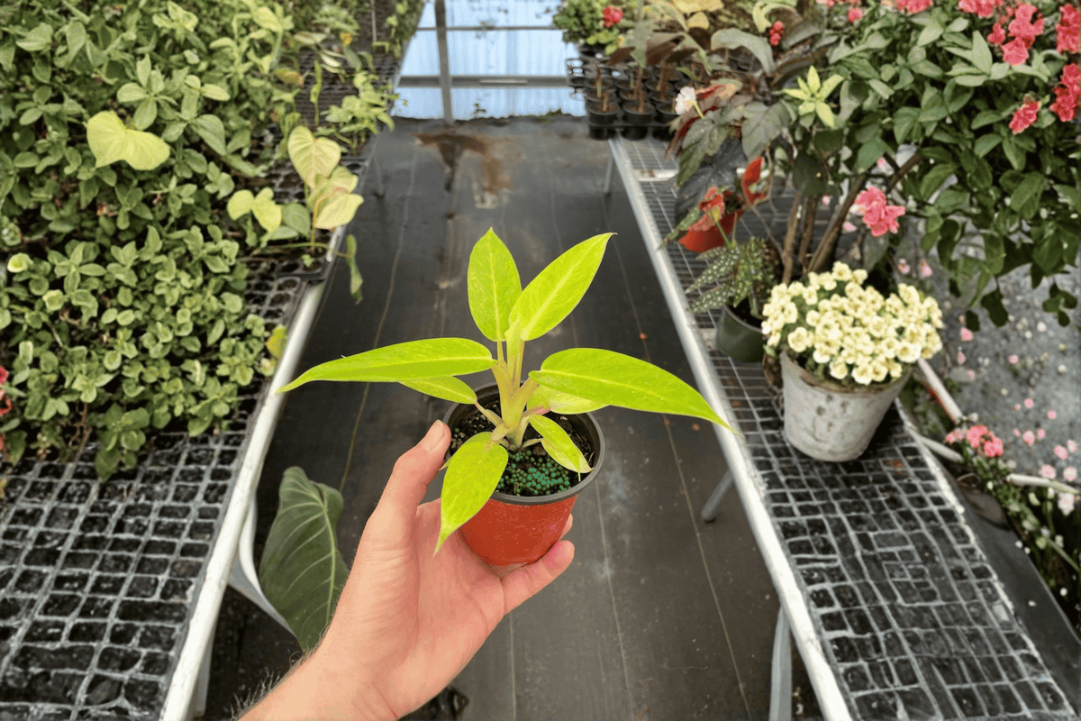 Philodendron Calkins Gold - 2 Live Plants in 4-Inch Pots