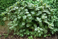 Callisia repens ‘Turtle Vine’ Live Succulent Plant - 2-Inch Pot, Trailing Houseplant