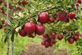 Dwarf Red Delicious Apple Tree Grafted - Live Fruit Tree Ready to Plant