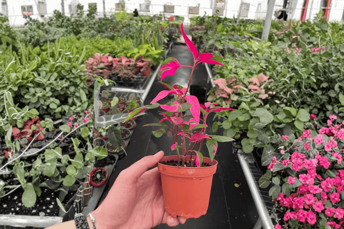 Alternanthera fictoidea 'Party Time' Live Plants - 2 Pack in 4-Inch Pots