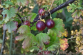 Black Velvet Gooseberry × Worcesterberry Live Plant | Perennial Fruit Shrub (Zones 4–7) - 1 Plant