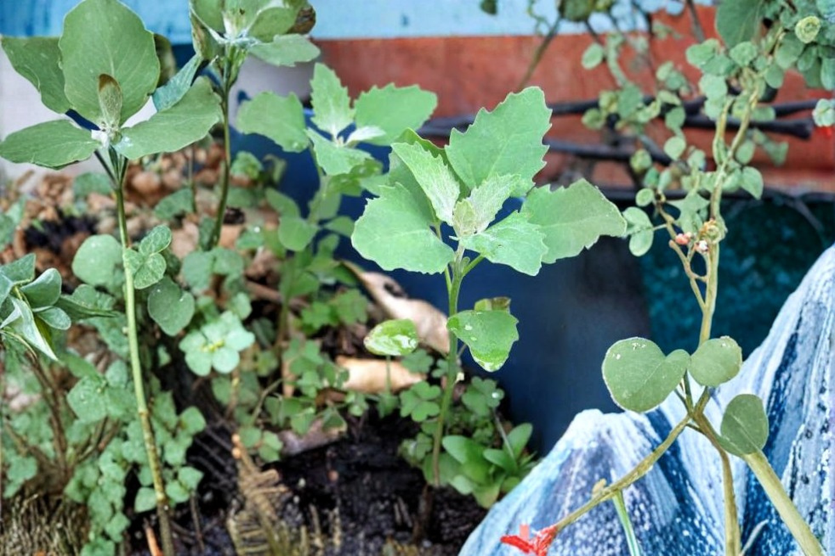 Goosefoot (Lamb's Quarters) Heirloom Live Plant – 3.5-Inch Pot (Chenopodium album)