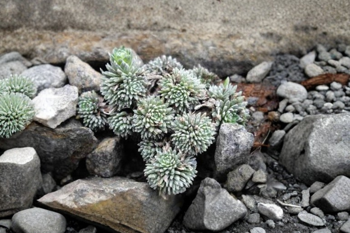 Sinocrassula yunnanensis Bare Root live plant — Rare succulent