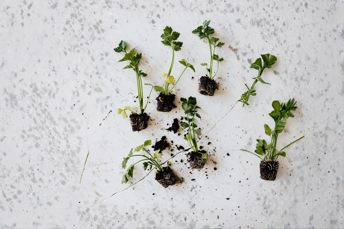 Celery Bare Root Transplants – 12+ Organic Av Apium graveolens