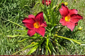 Daylily Chicago Brave (Hemerocallis) Bare Root - 3 Plants