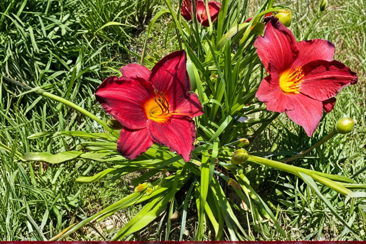 Daylily Chicago Brave (Hemerocallis) Bare Root - 3 Plants