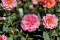 Japanese Camellia Charlean – 1 Gallon Live Plant, Pink Flowers, Evergreen Shrub
