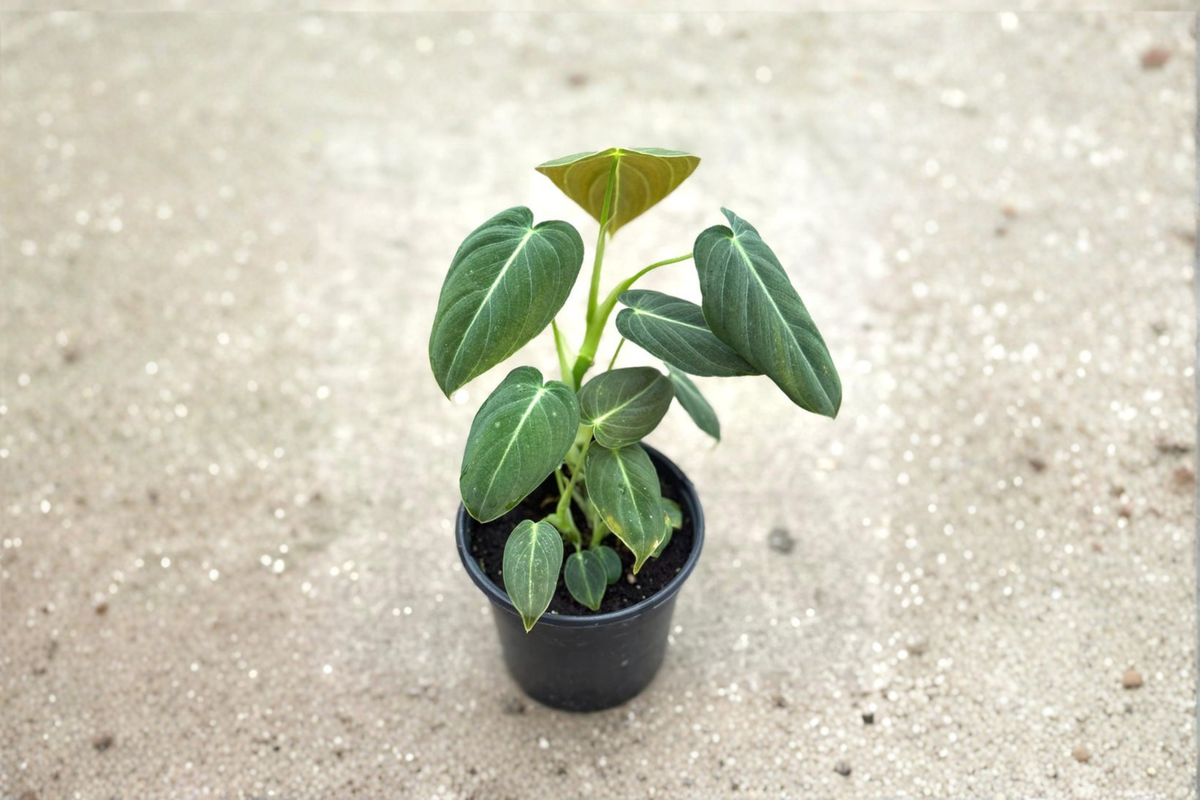 Philodendron Melanochrysum - 3-4 inch Potted Live Plant Velvet Leaf