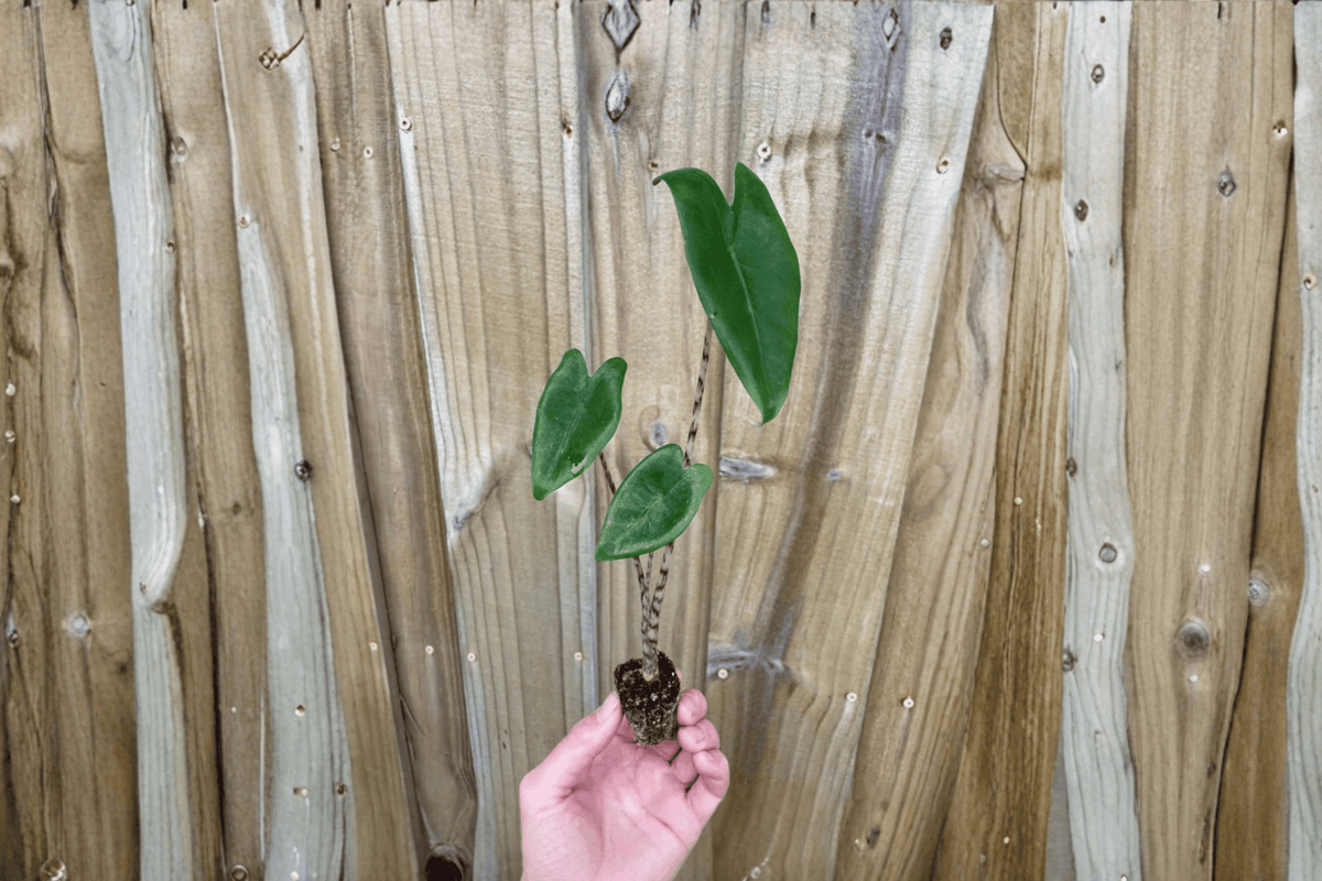 Alocasia Zebrina Starter Plants (2) Bare Root — Tropical Foliage