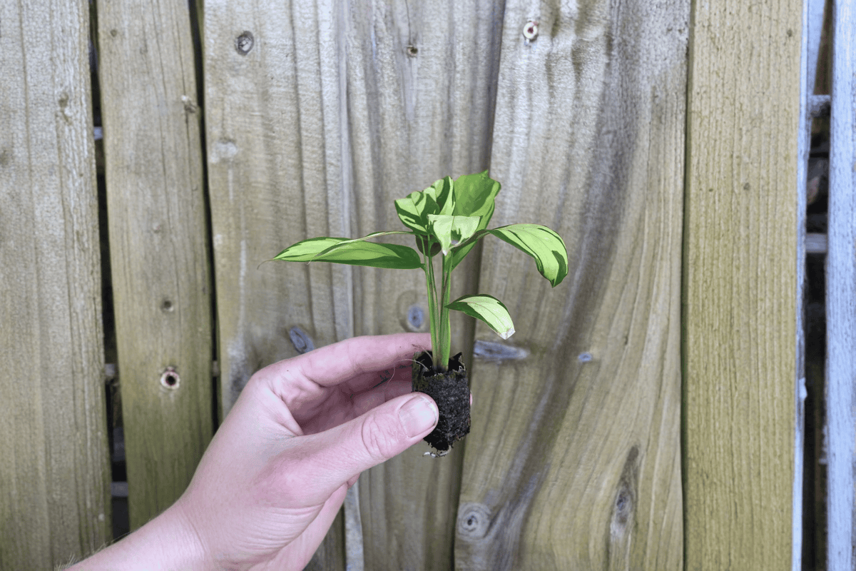 Calathea pilosa Goeppertia pilosa Starter Plants – 2 Bare Root