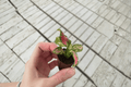 Aglaonema Black Maroon Starter Plants – 2 Bare Root