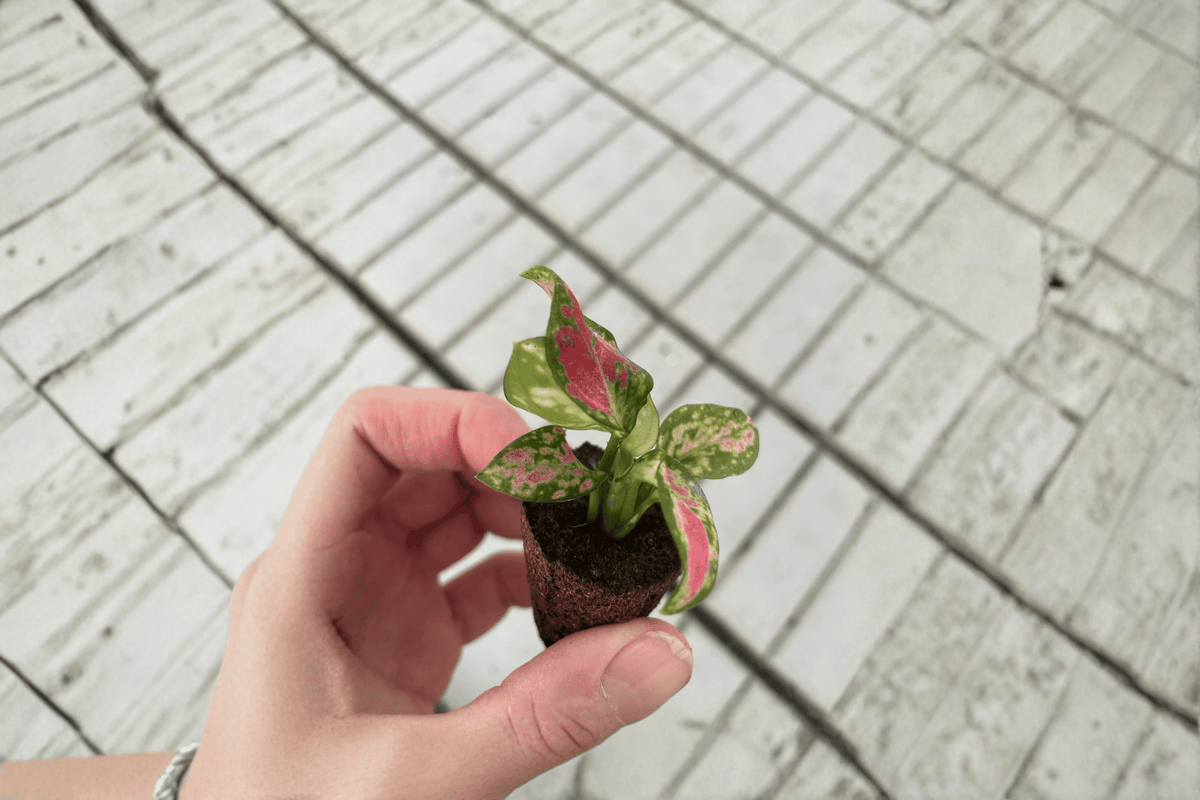 Aglaonema Black Maroon Starter Plants – 2 Bare Root