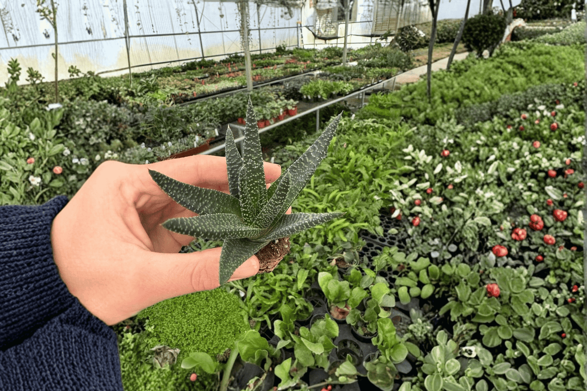 Haworthia Royal Highness Starter Plants – 2 Live Bare-Root Haworthia Succulents
